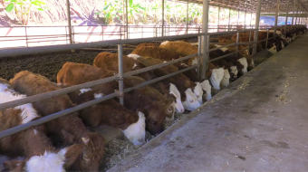 实拍肉牛养殖场饲养高清视频素材-众图网