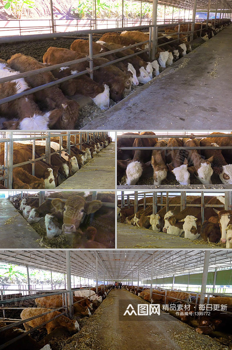 实拍肉牛养殖场饲养高清视频素材素材