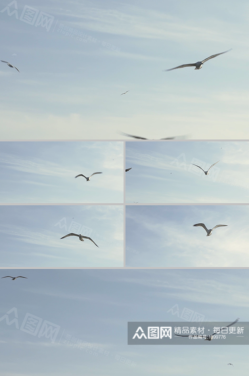 实拍海鸥翱翔天空视频实拍素材素材