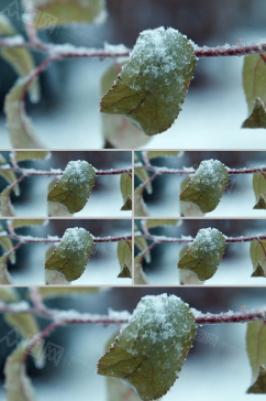 超清特写冬季树叶上的雪花视频素材
