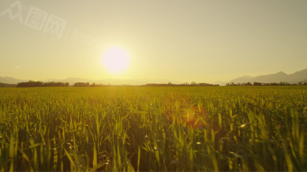 夕阳西下拍摄广袤麦田优雅视频素材-众图网