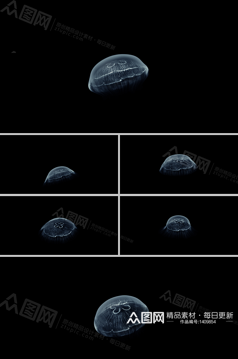 伞状透明水母漂浮游动视频素材素材