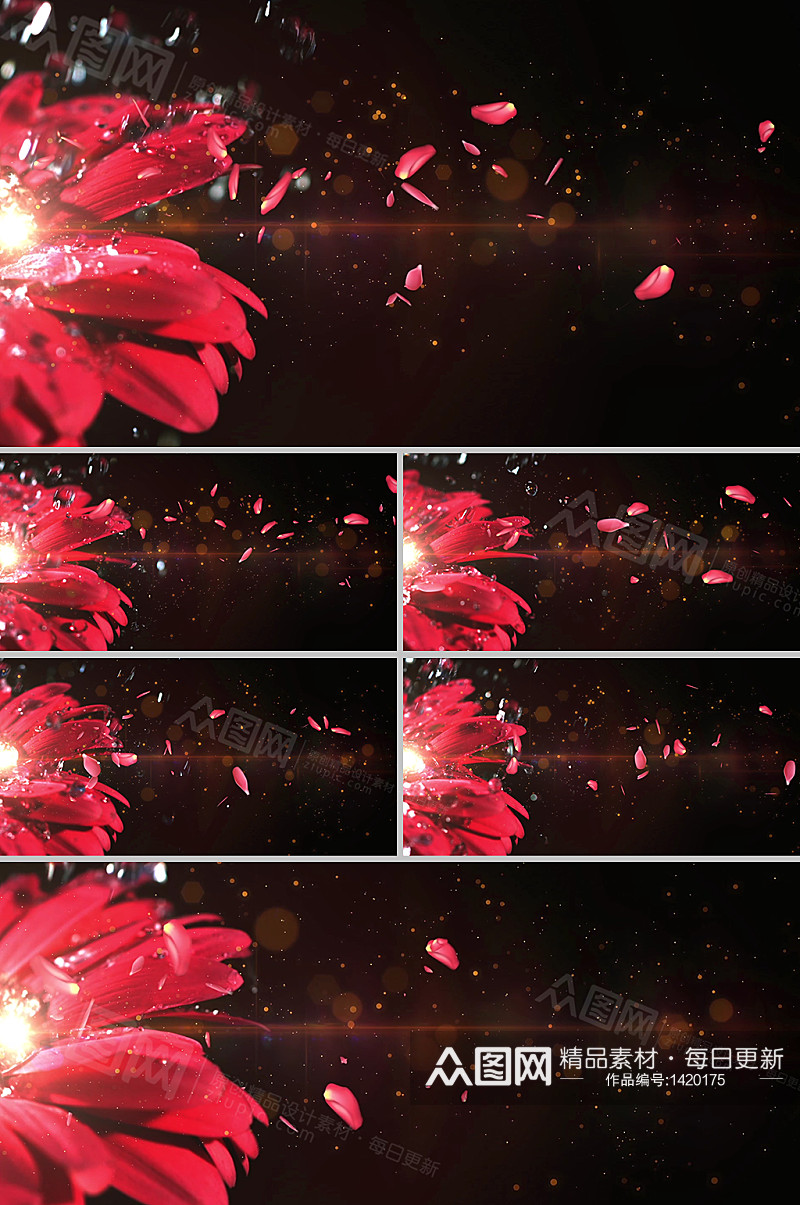 雨打红色花朵花瓣飘散背景视频素材素材