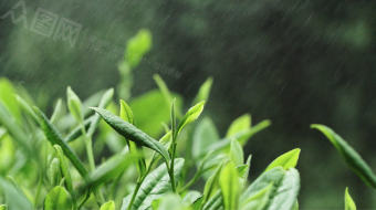 高山茶园采茶人采摘实拍视频素材-众图网