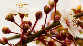 实拍春天气息美丽樱花盛开视频素材-众图网