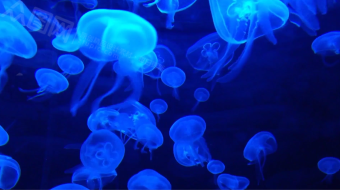 荧光蓝海底世界水母运动唯美背景视频素材-众图网