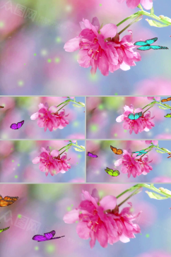 花开蝶引实拍合成花朵蝴蝶视频素材
