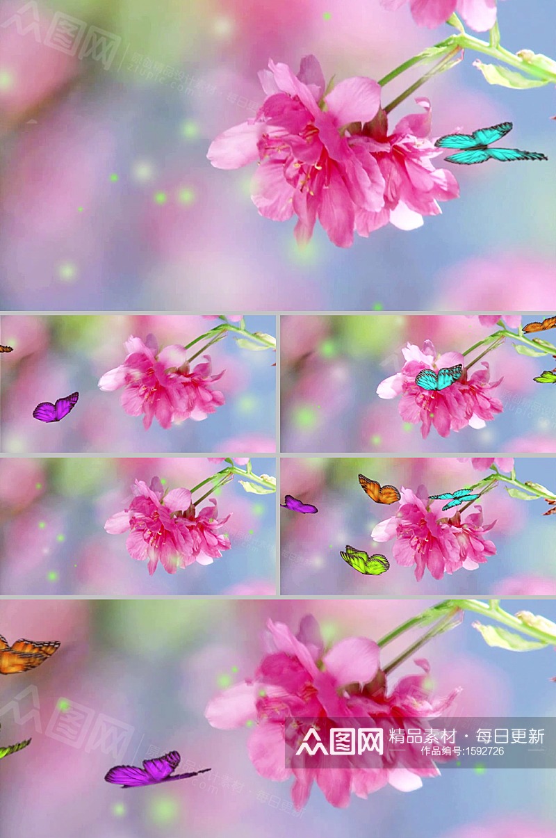 花开蝶引实拍合成花朵蝴蝶视频素材素材