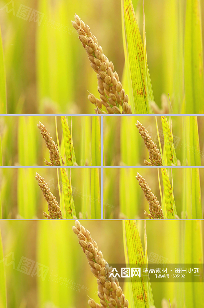 特写饱满而金黄的稻穗实拍视频素材素材
