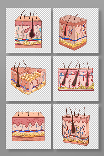 手绘皮肤组织结构元素插画