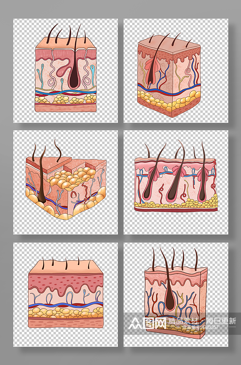 手绘皮肤组织结构元素插画素材