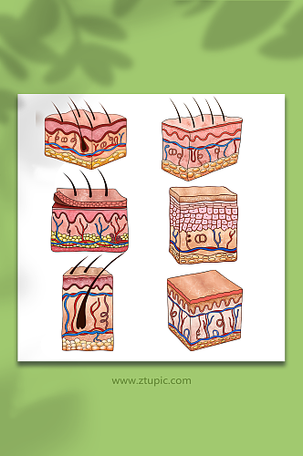 手绘皮肤组织结构元素插画