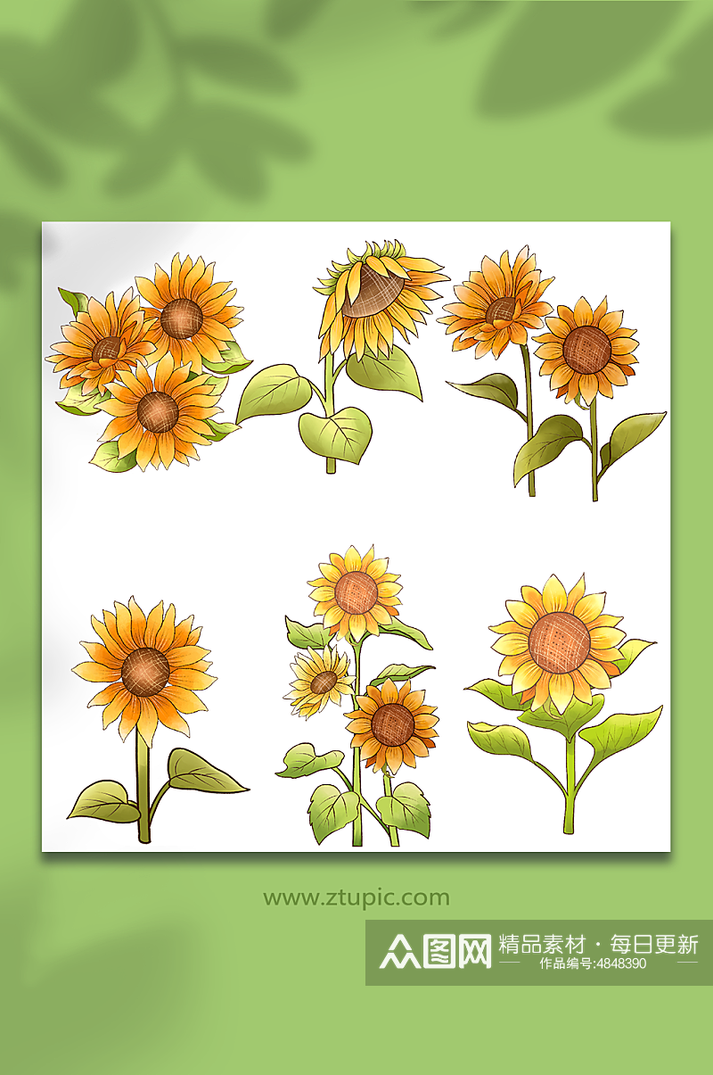 手绘向日葵花卉元素插画素材