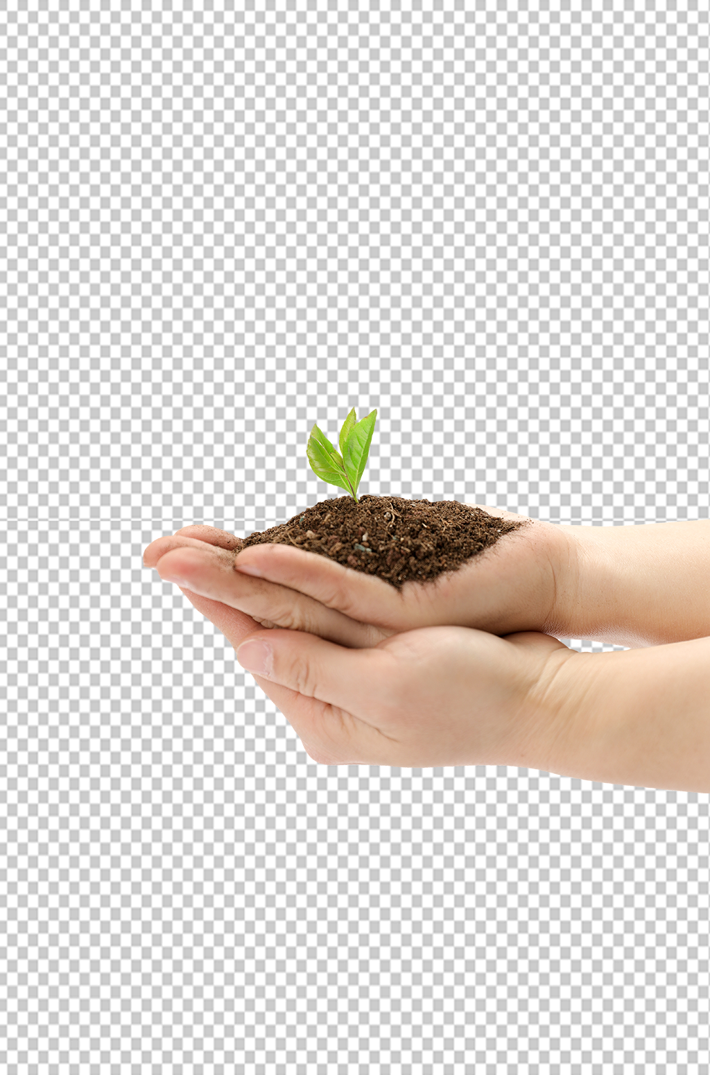 手捧土壤树苗发芽植树节物品png摄影图素材