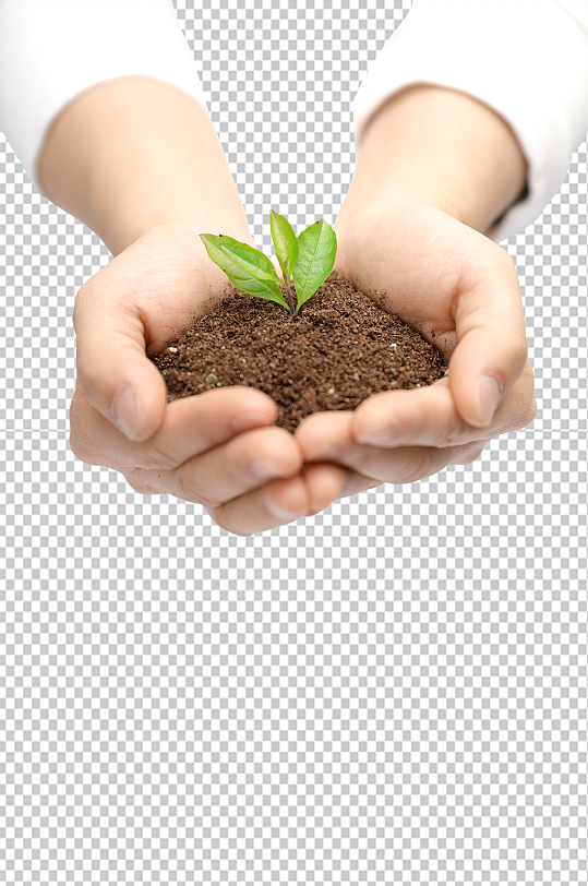 绿叶树苗手捧土壤植树节物品png摄影图