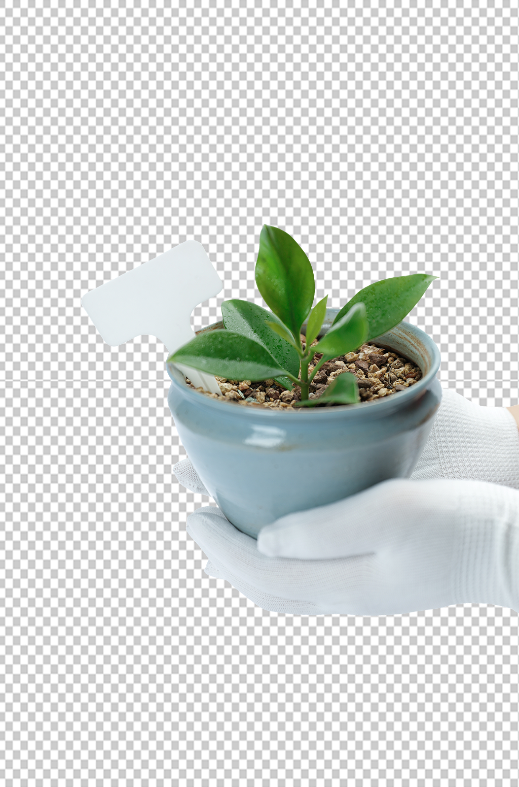 树苗发芽盆栽播种植树节物品png摄影图素材