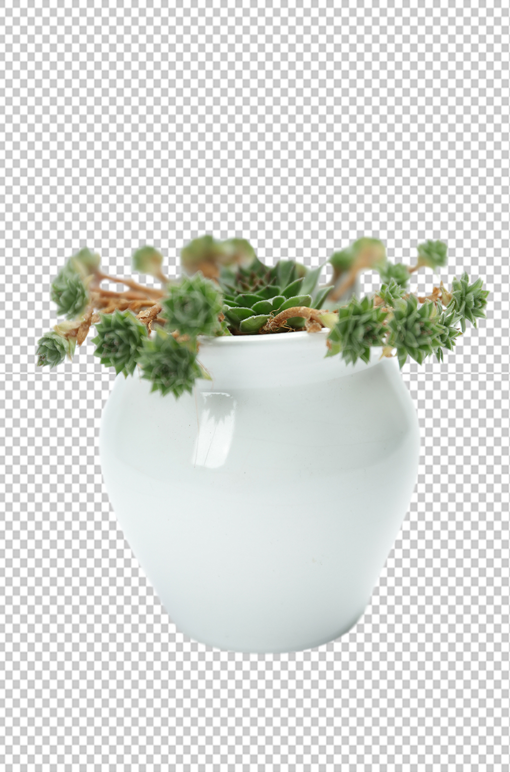 陶瓷盆栽多肉植树节物品png摄影图素材