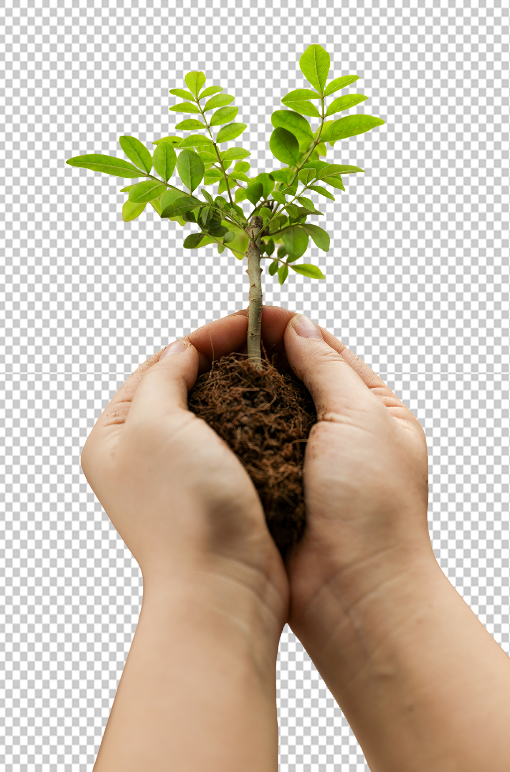 手捧泥土播种树芽植树节物品png摄影图素材