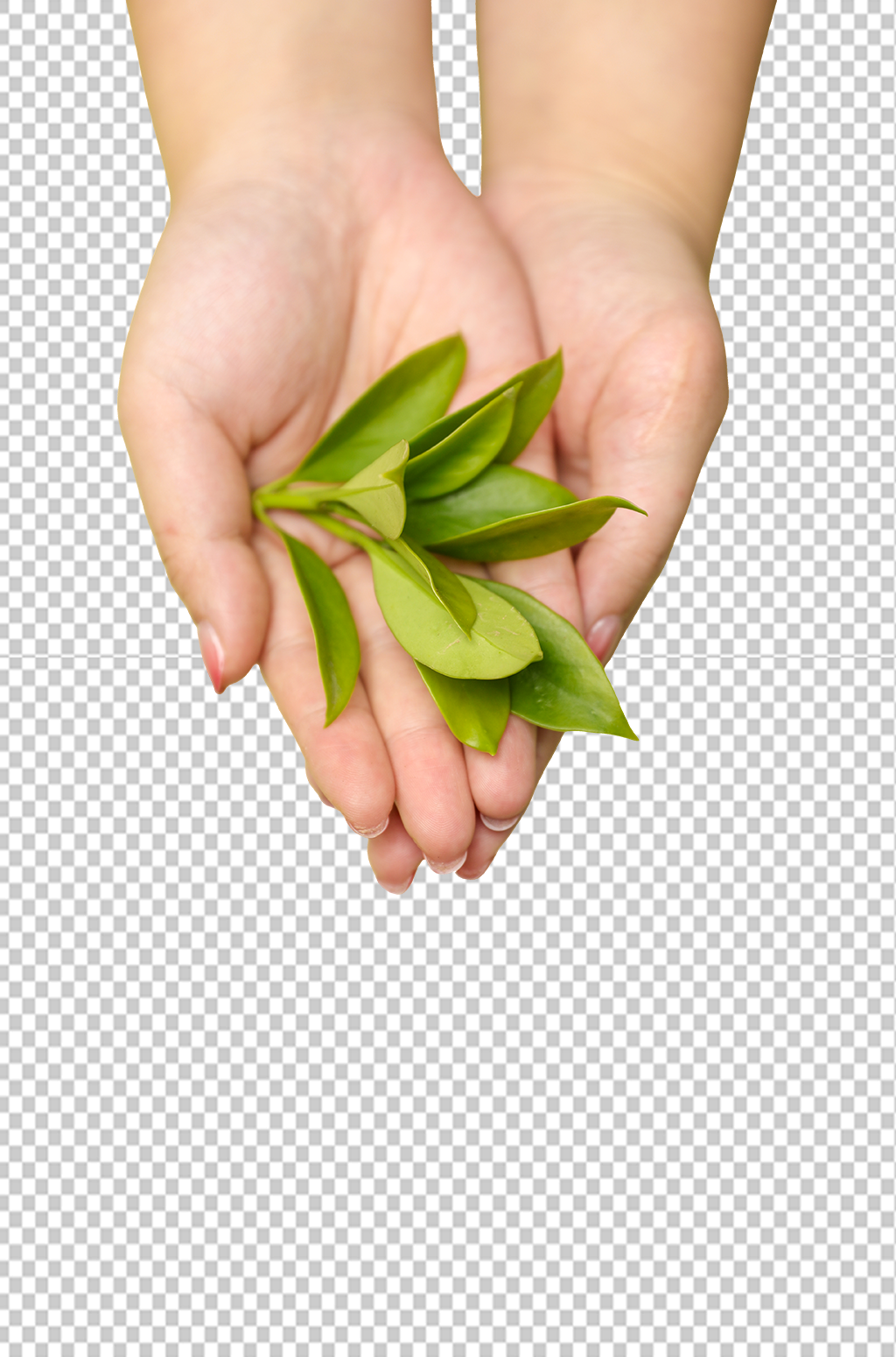 手捧绿芽播种树芽植树节物品png摄影图素材