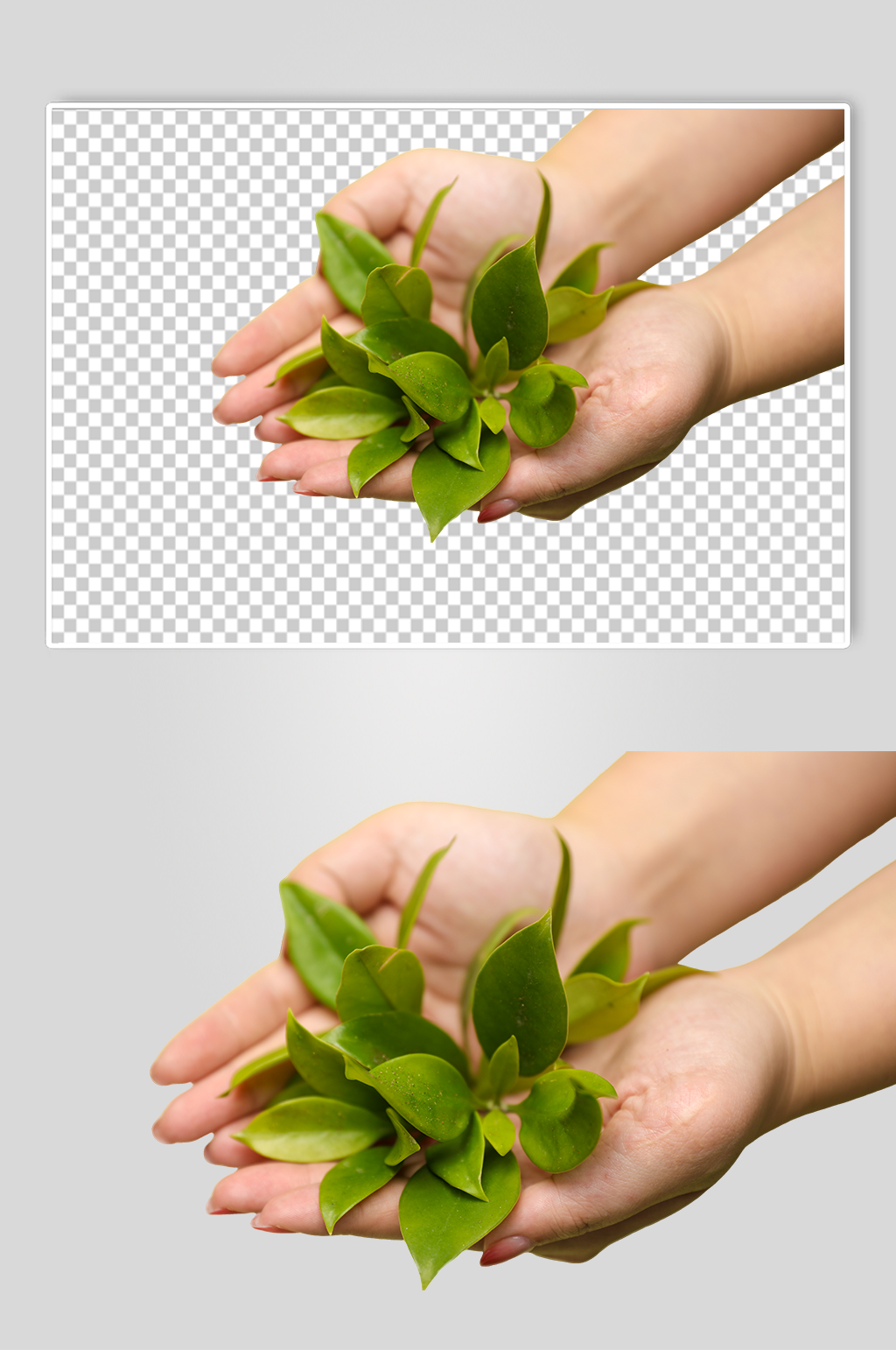 手捧嫩芽播种树芽植树节物品png摄影图素材
