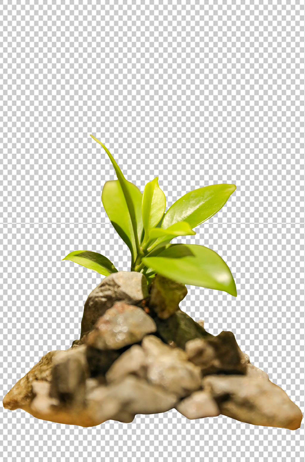 春季树苗发芽播种植树节物品png摄影图素材