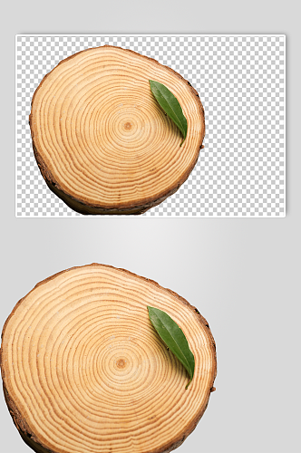 树木绿叶年轮树桩植树节物品png摄影图