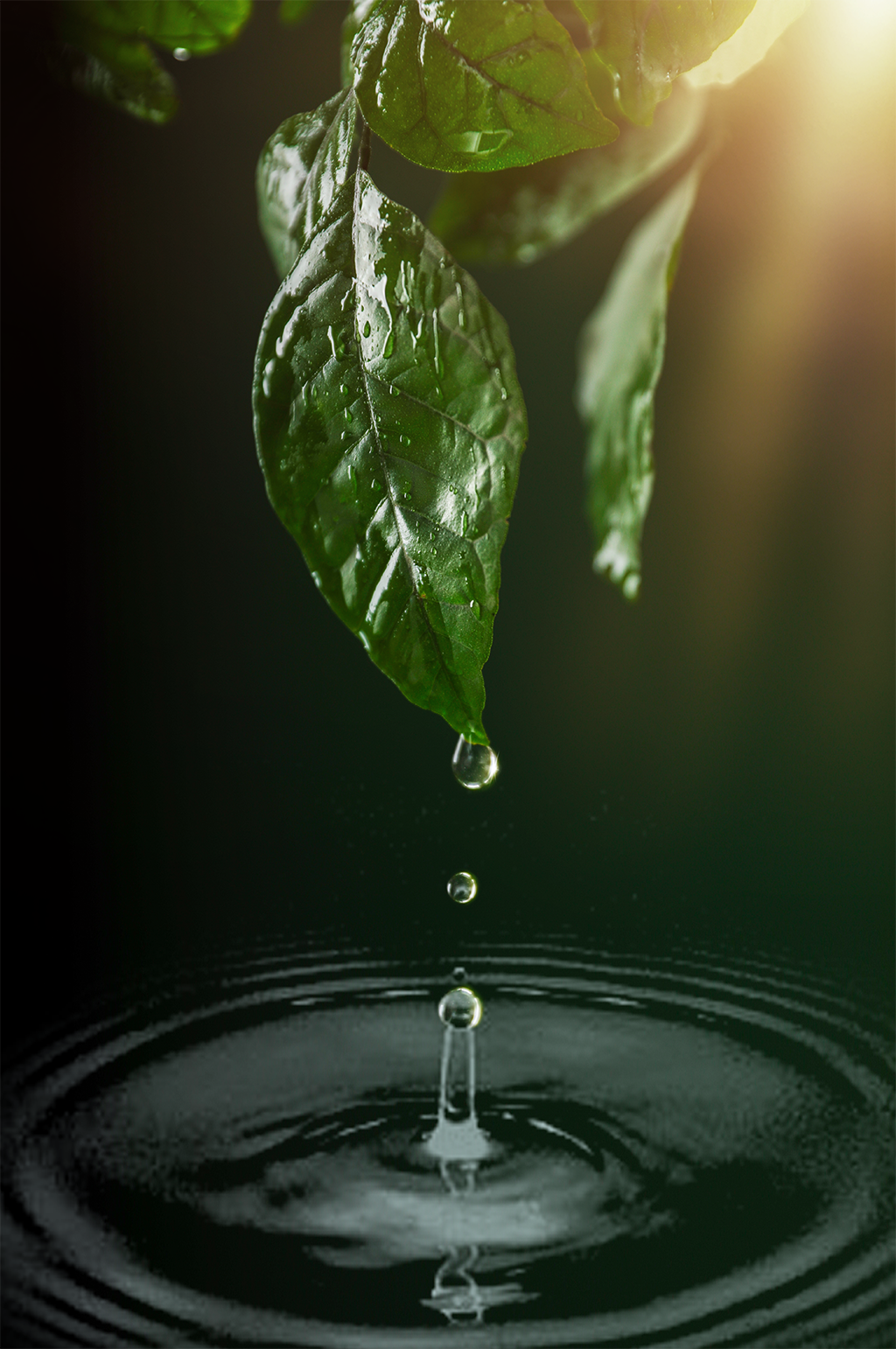 绿色清新树叶水滴环保合成精修摄影图素材