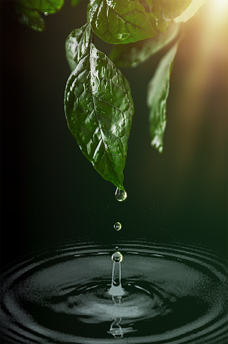 绿色清新树叶水滴环保合成精修摄影图