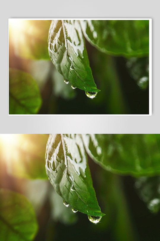 清新春天树叶水滴环保合成精修摄影图