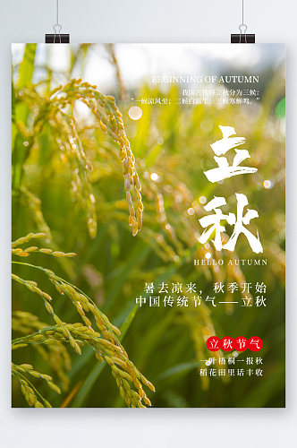 立秋高粱植物海报