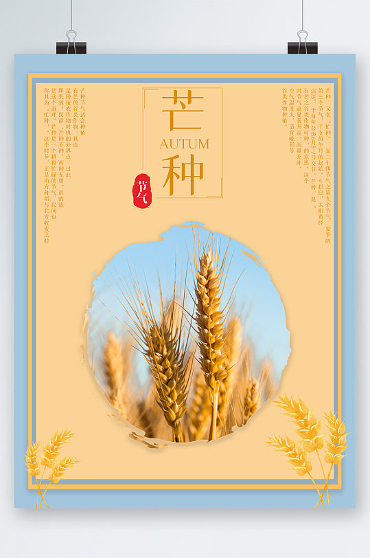 芒种节气小麦海报
