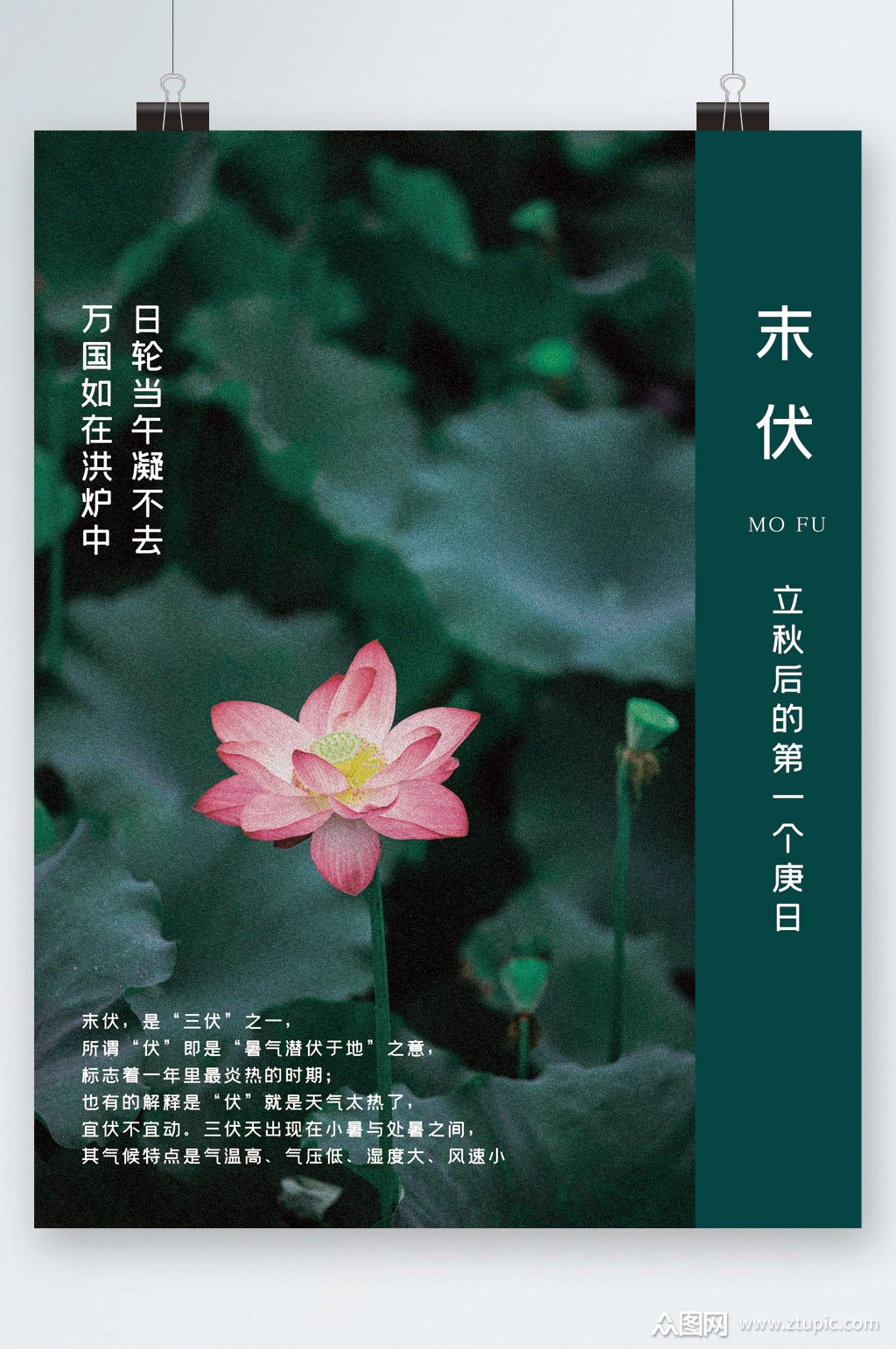 末伏清新荷花海报素材