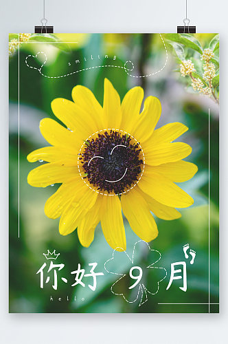 你好九月小清新菊花海报
