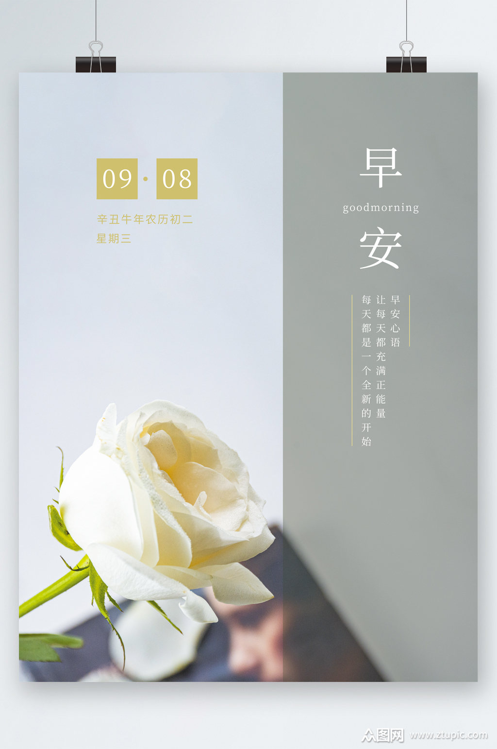 早安日签白色玫瑰花海报模板下载-编号2914068-众图网