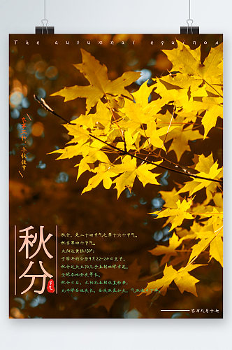 秋分节气枫叶背景海报