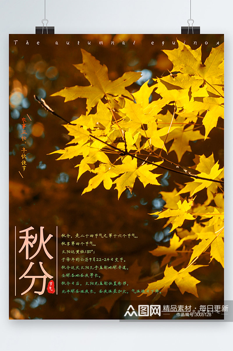 秋分节气枫叶背景海报素材