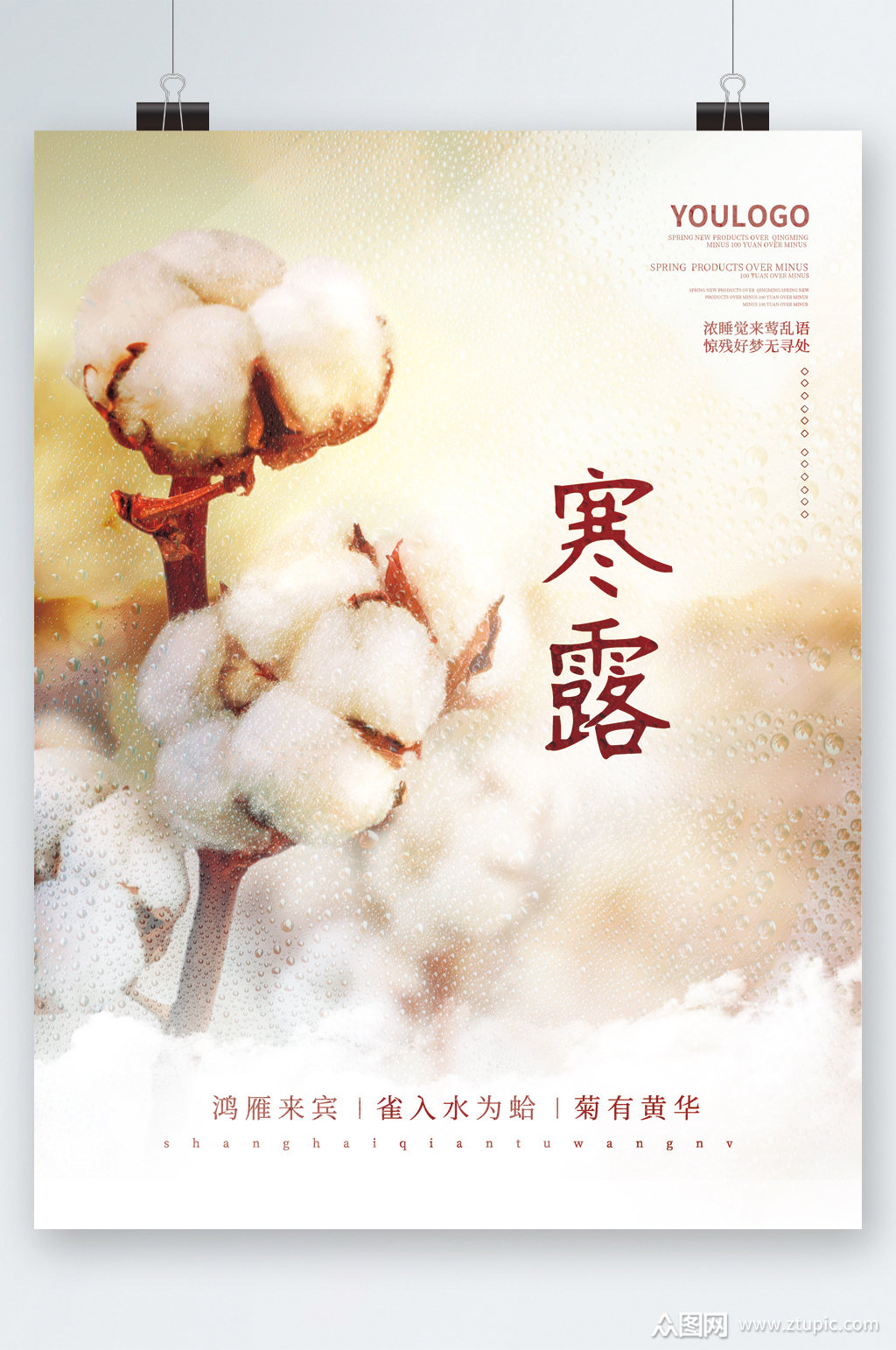 寒露节气棉花海报