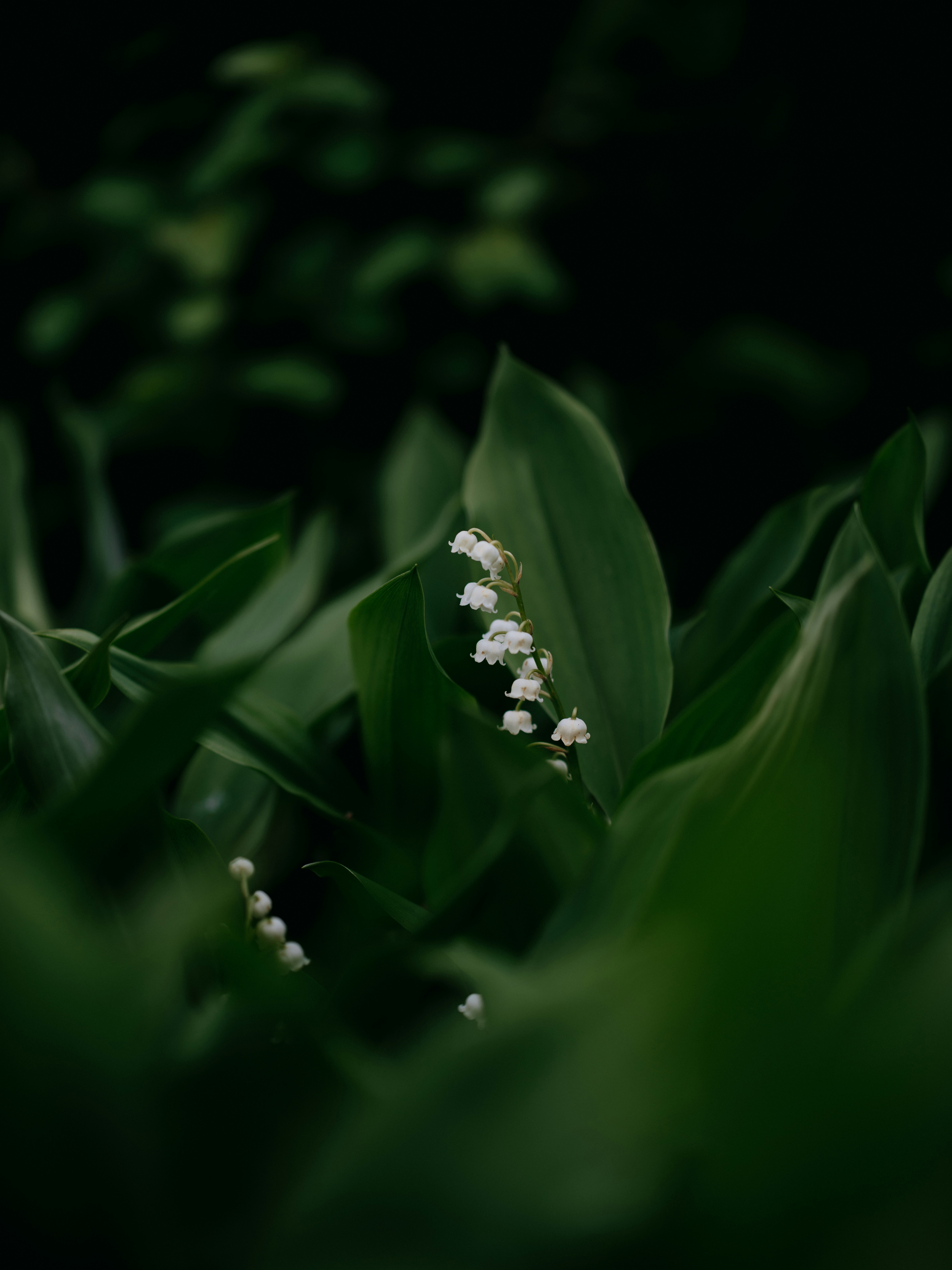 幽暗绿叶中的铃兰小花素材