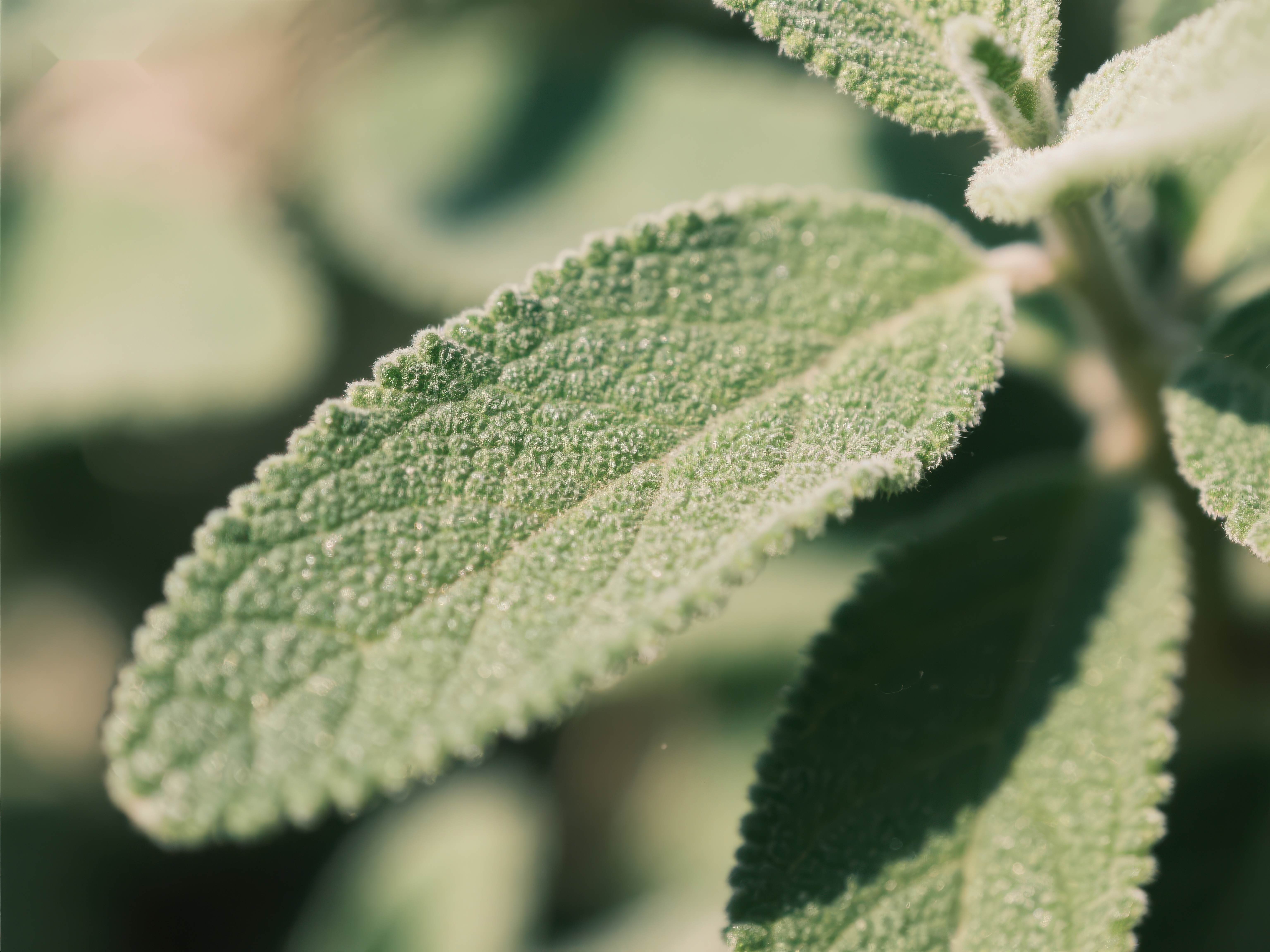 绿叶植物的特写镜头素材