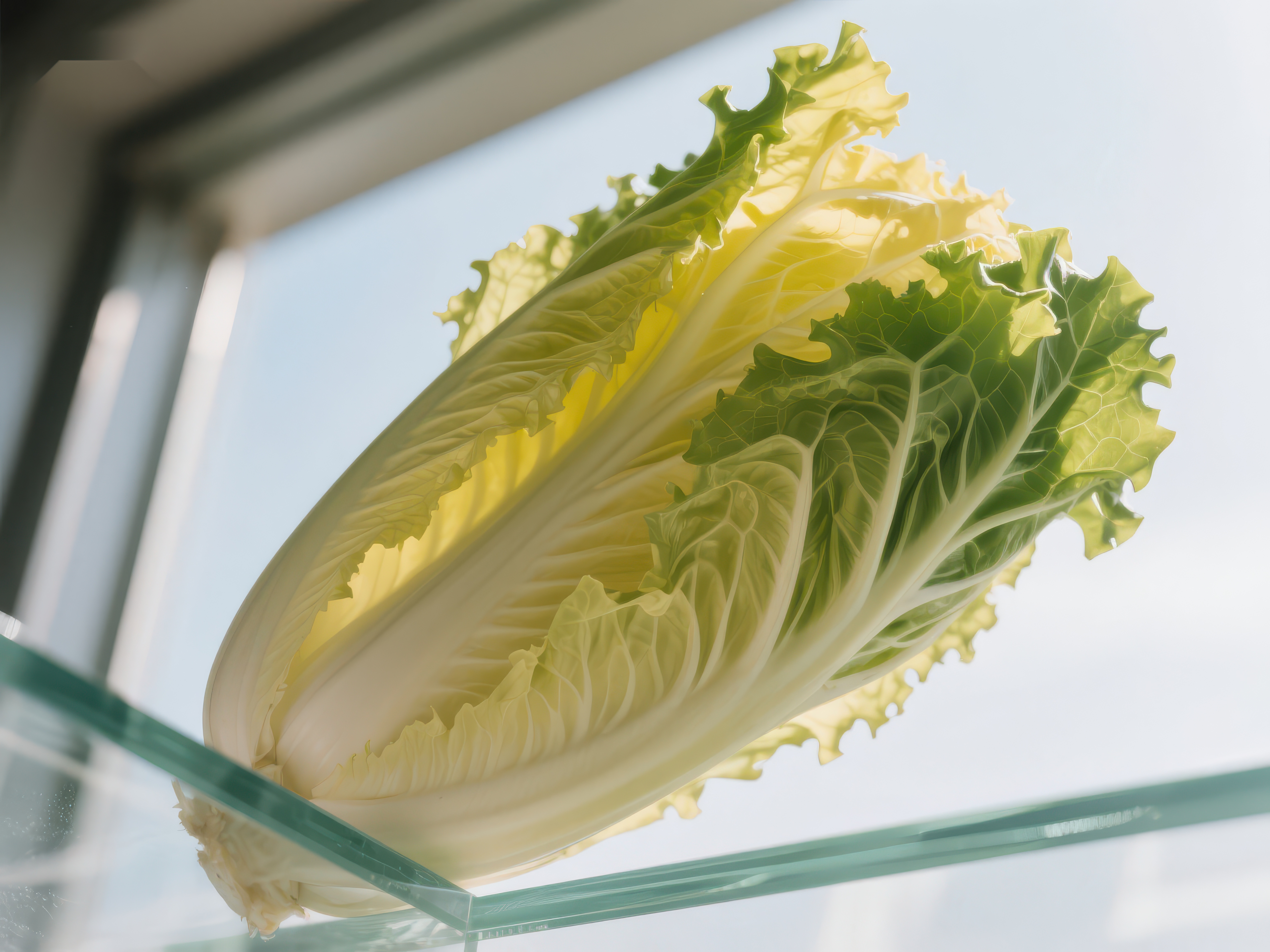 新鲜白菜置于透明玻璃上素材