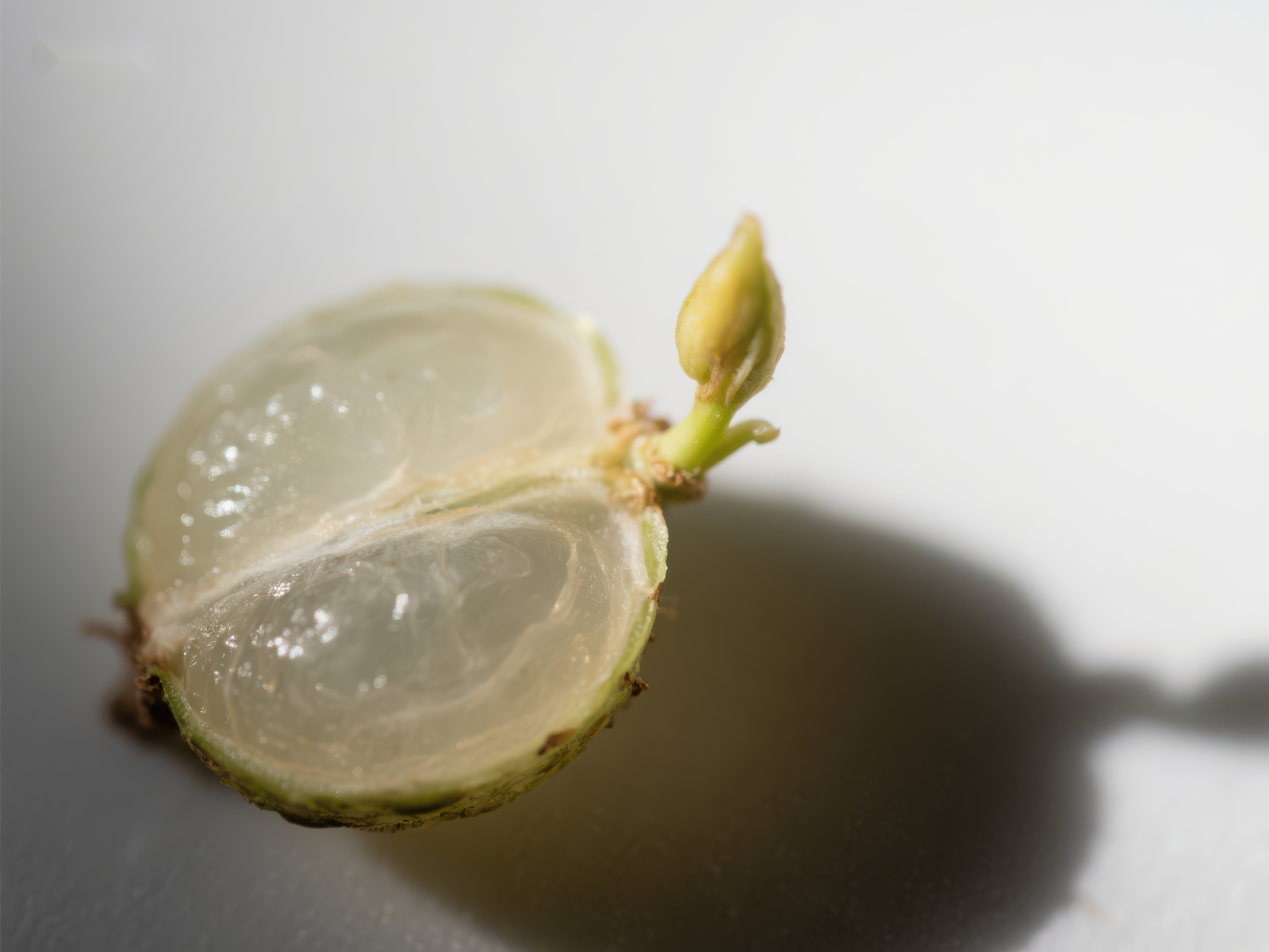 发芽的柠檬半截特写素材