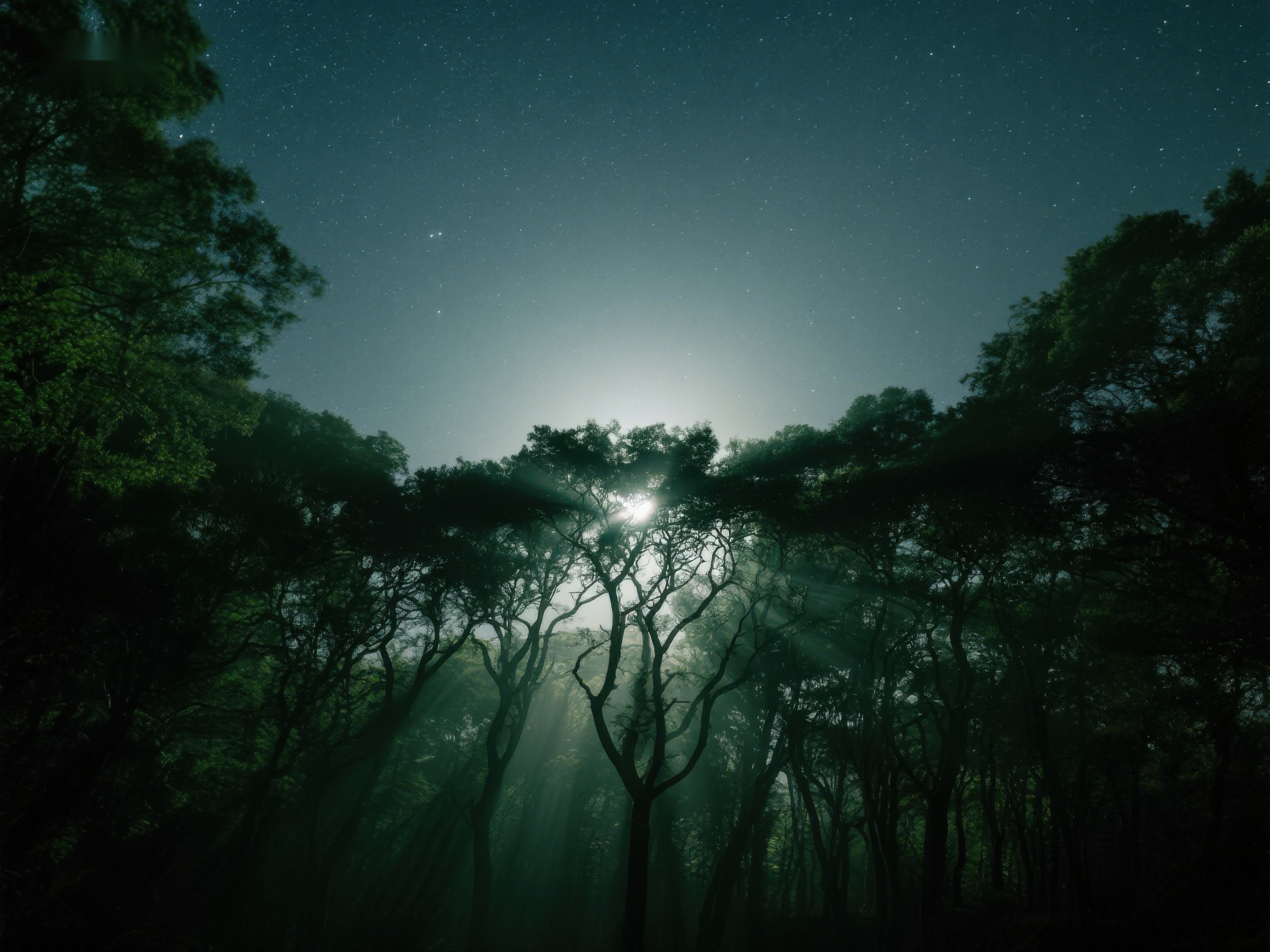月光穿透树林的夜景素材