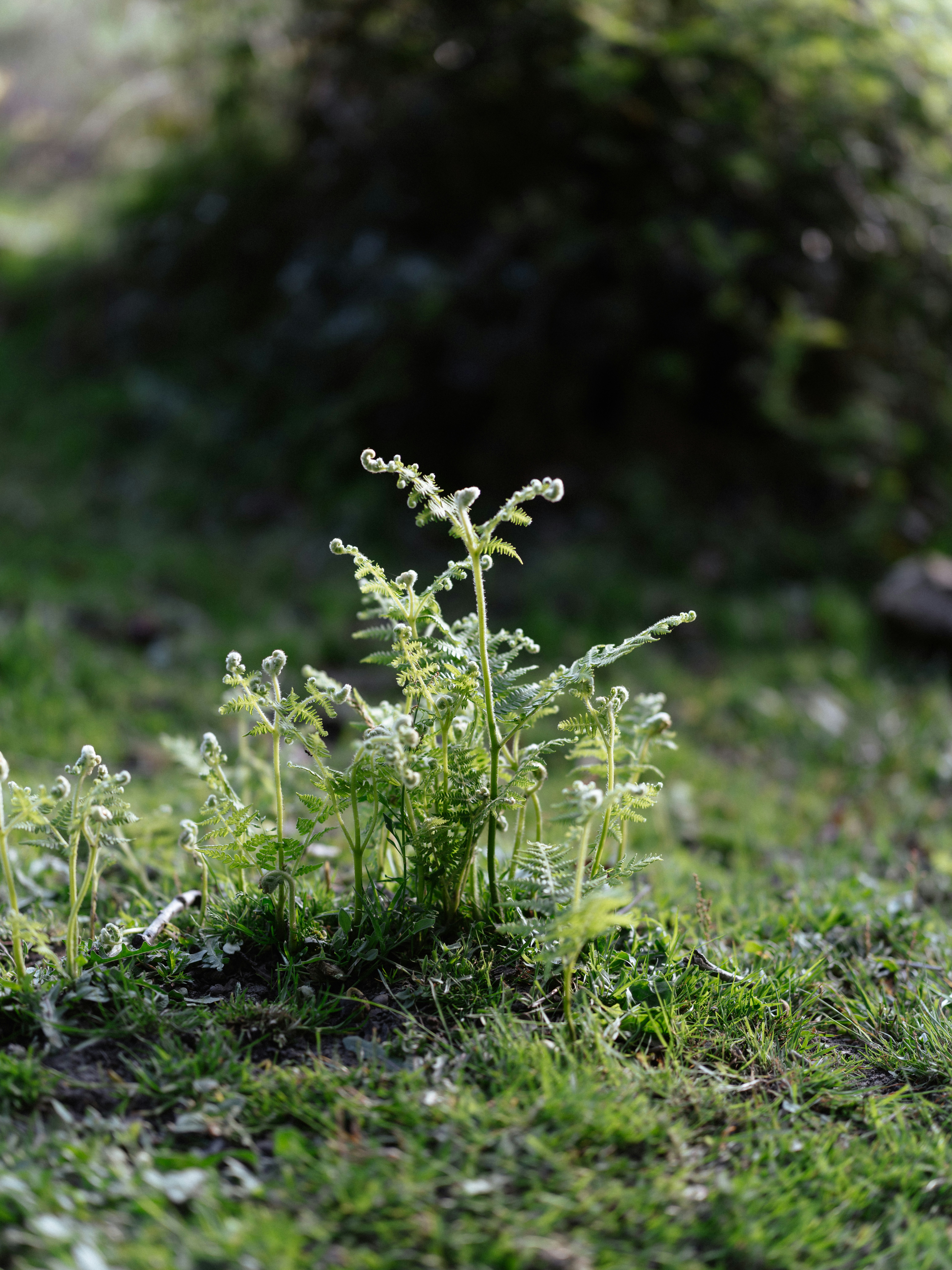 嫩绿蕨类植物生长于草地素材