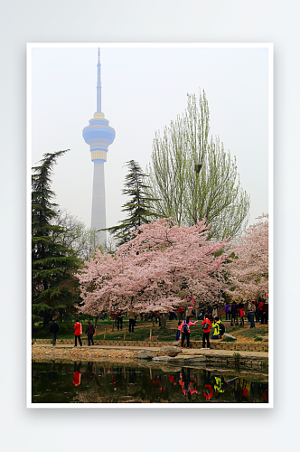 北京玉渊潭公园樱花风景图片