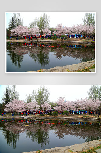 北京玉渊潭公园樱花风景图片