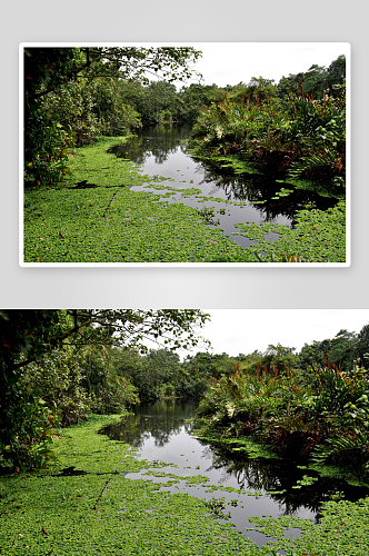 新加坡双溪布洛自然公园风景图片