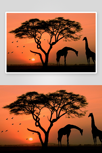 非洲AFRICA风景图片