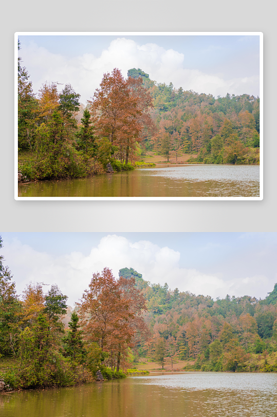 广西德保红枫森林公园风景图片