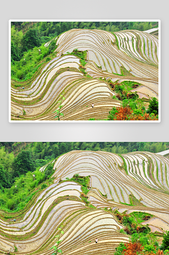 龙脊梯田风景摄影图片