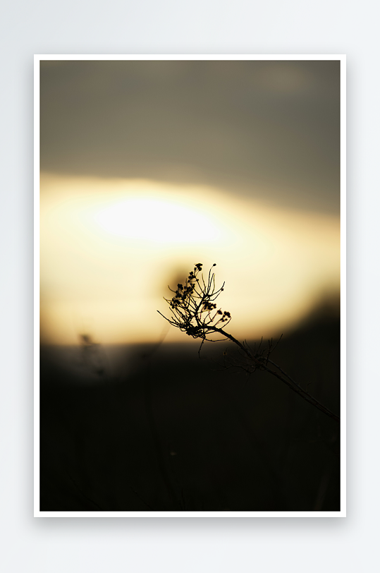 夕阳下的枯枝剪影-众图网